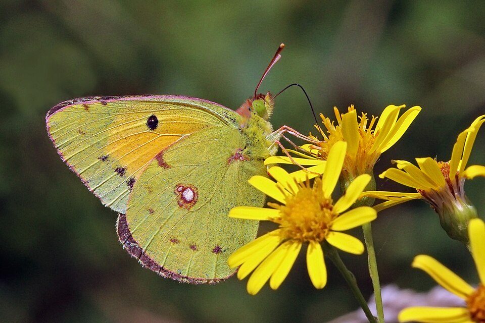 Photo of Clouded yellow