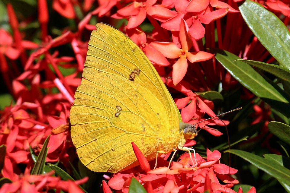 Photo of Cloudless sulphur