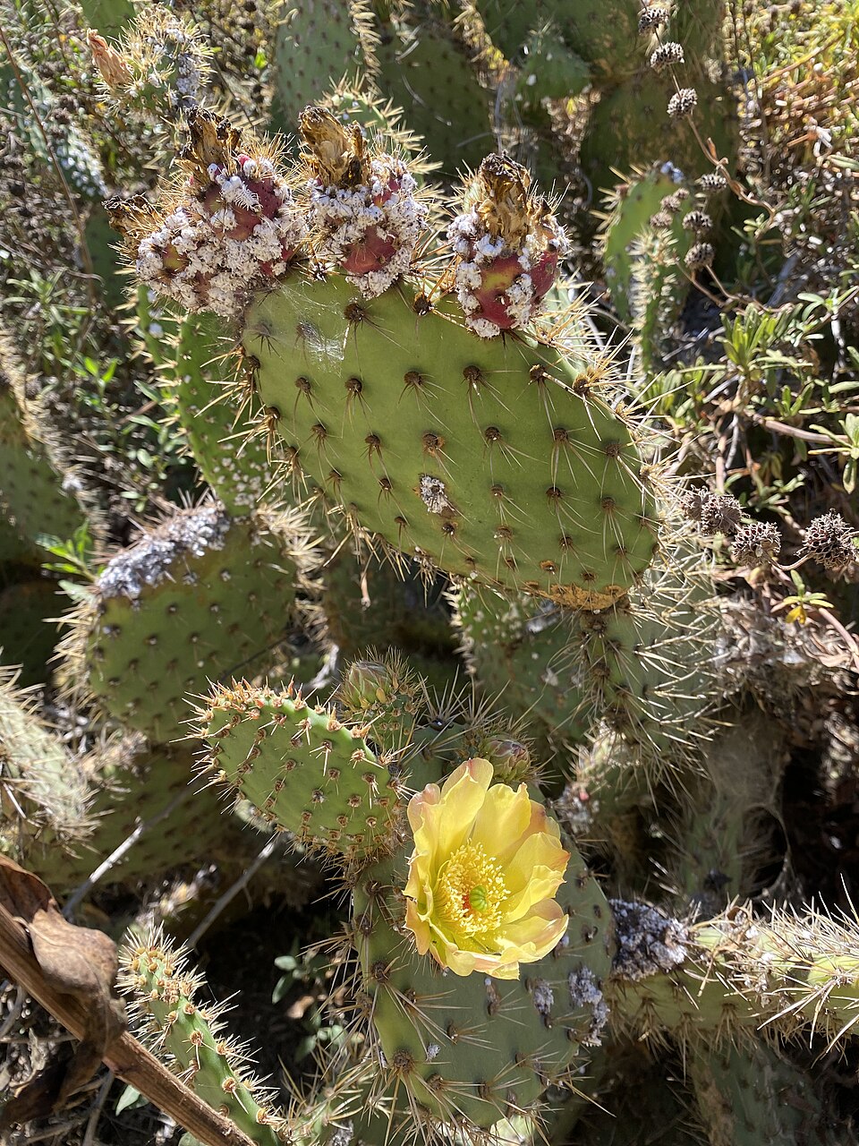 Photo of Cochineal