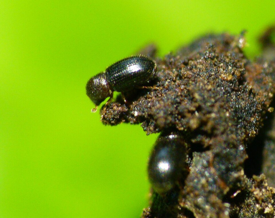Photo of Coffee berry borer