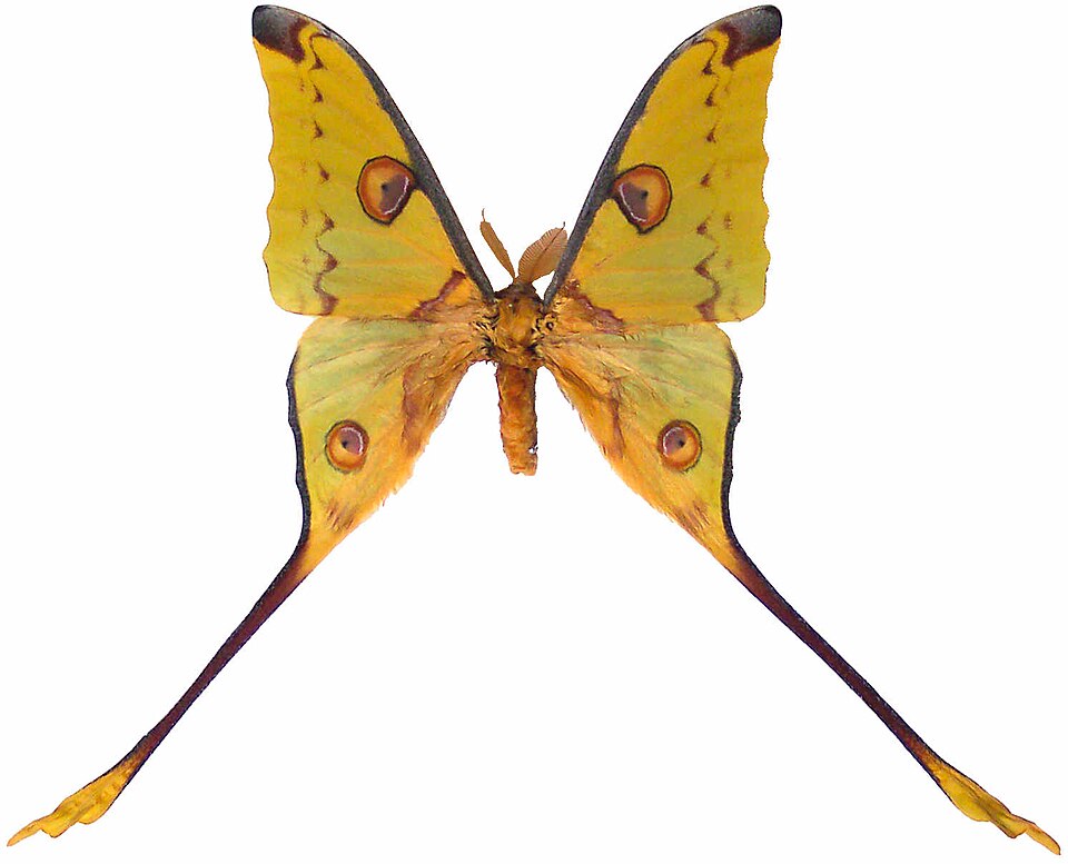 Photo of Comet moth