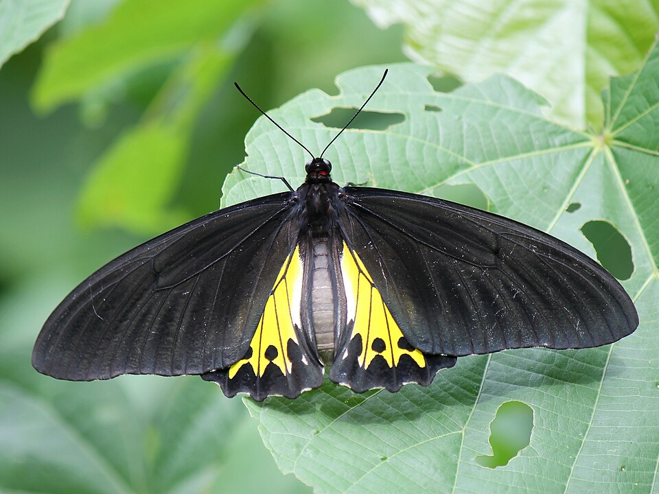 Photo of Common birdwing