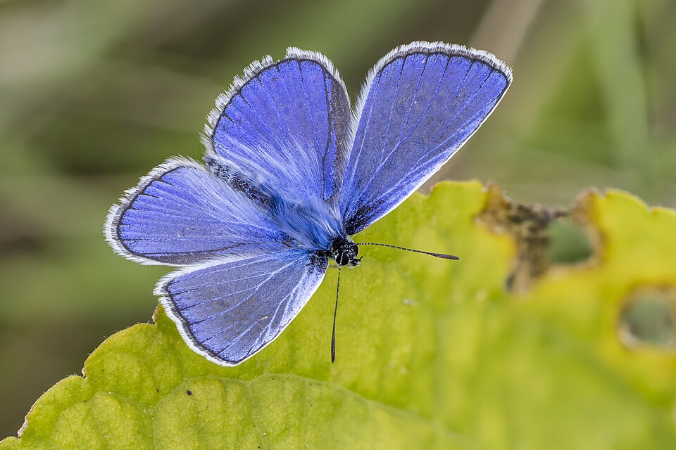 Photo of Common blue