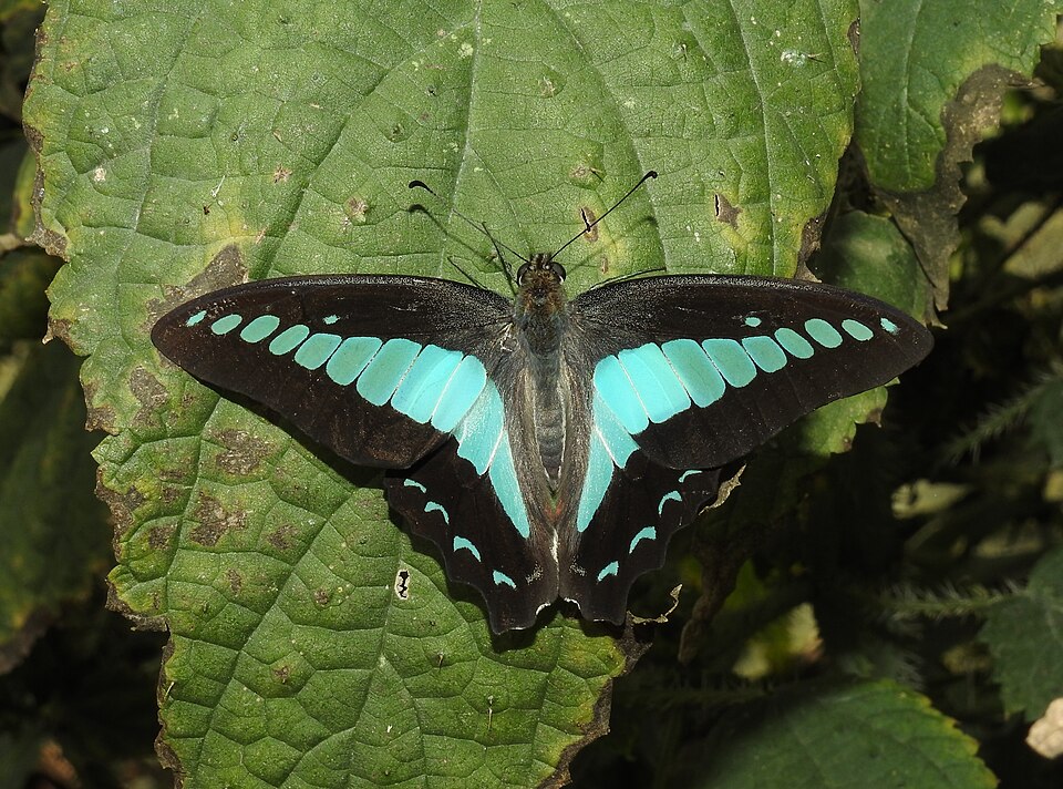 Photo of Common bluebottle