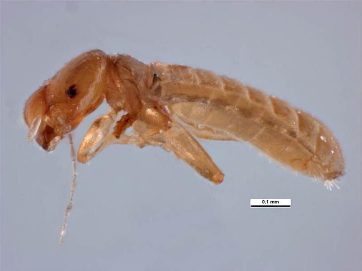 Photo of Common booklouse