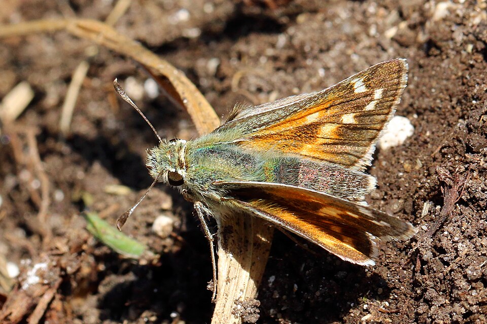 Photo of Common branded skipper
