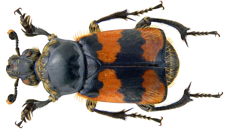 Photo of Common burying beetle