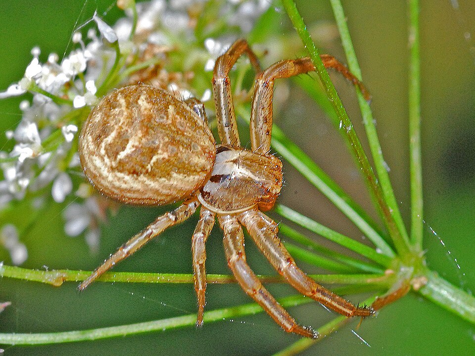 Photo of Common crab spider
