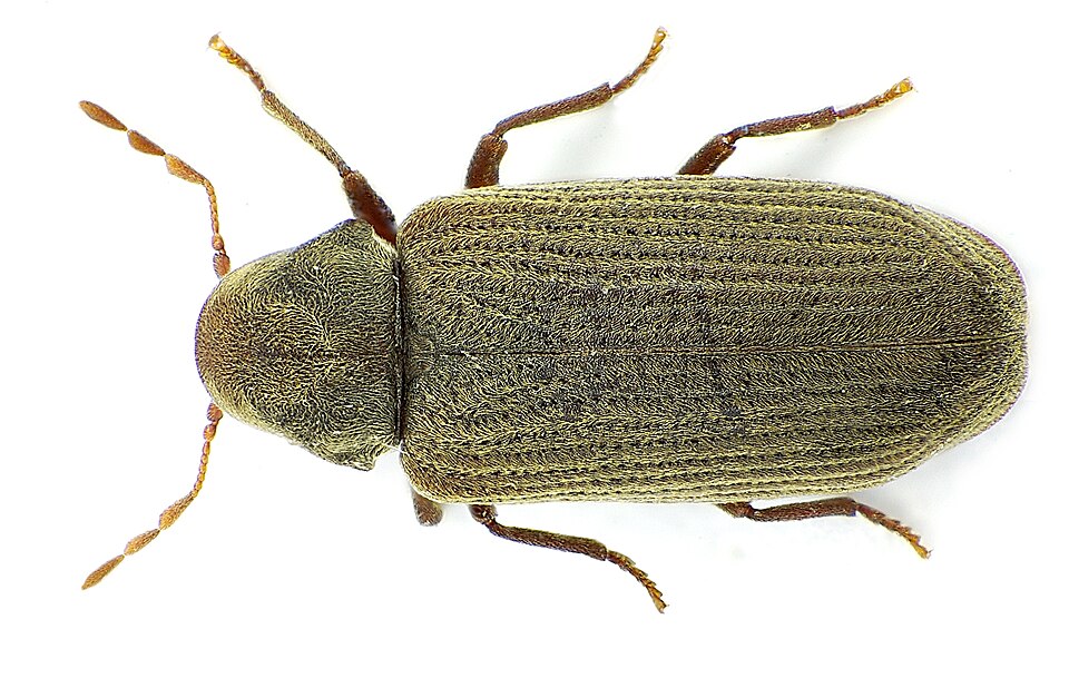 Photo of Common furniture beetle