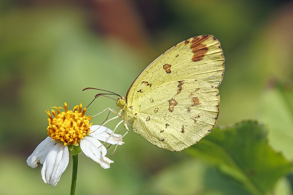 Photo of Common grass yellow