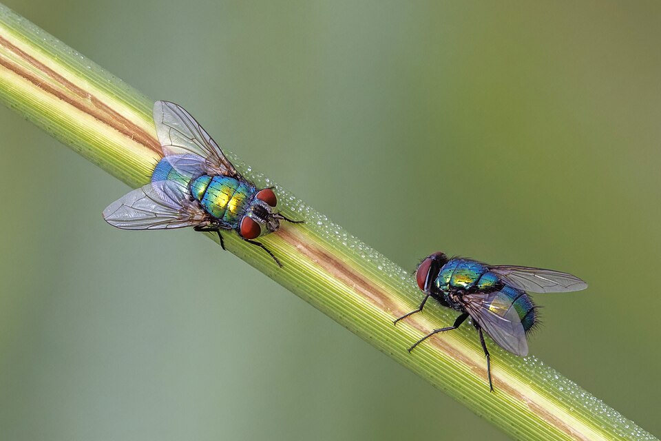 Photo of Common green bottle fly