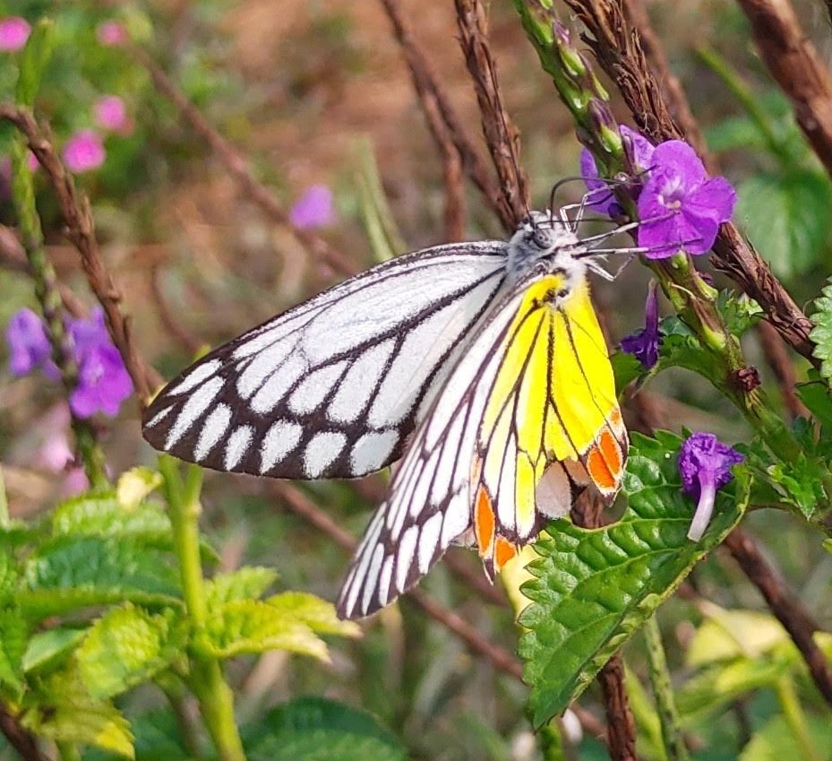 Photo of Common jezebel