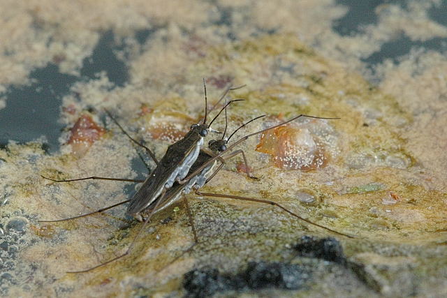 Photo of Common pond skater