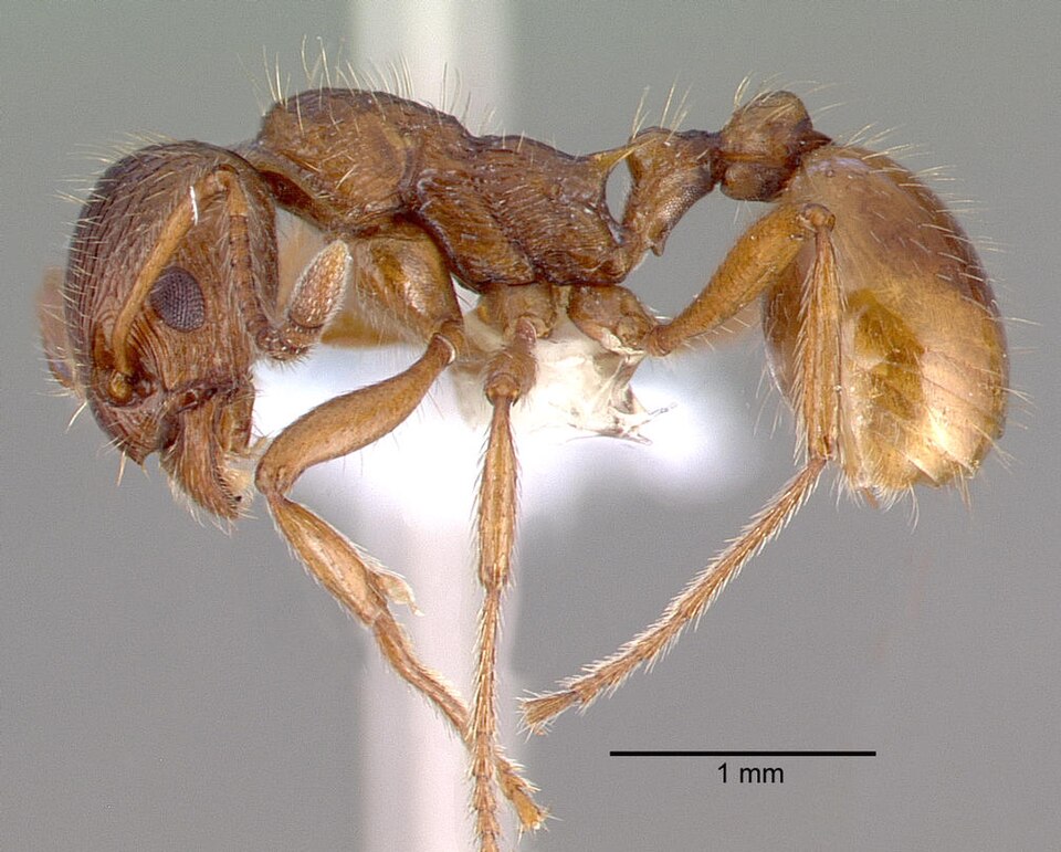 Photo of Common red ant