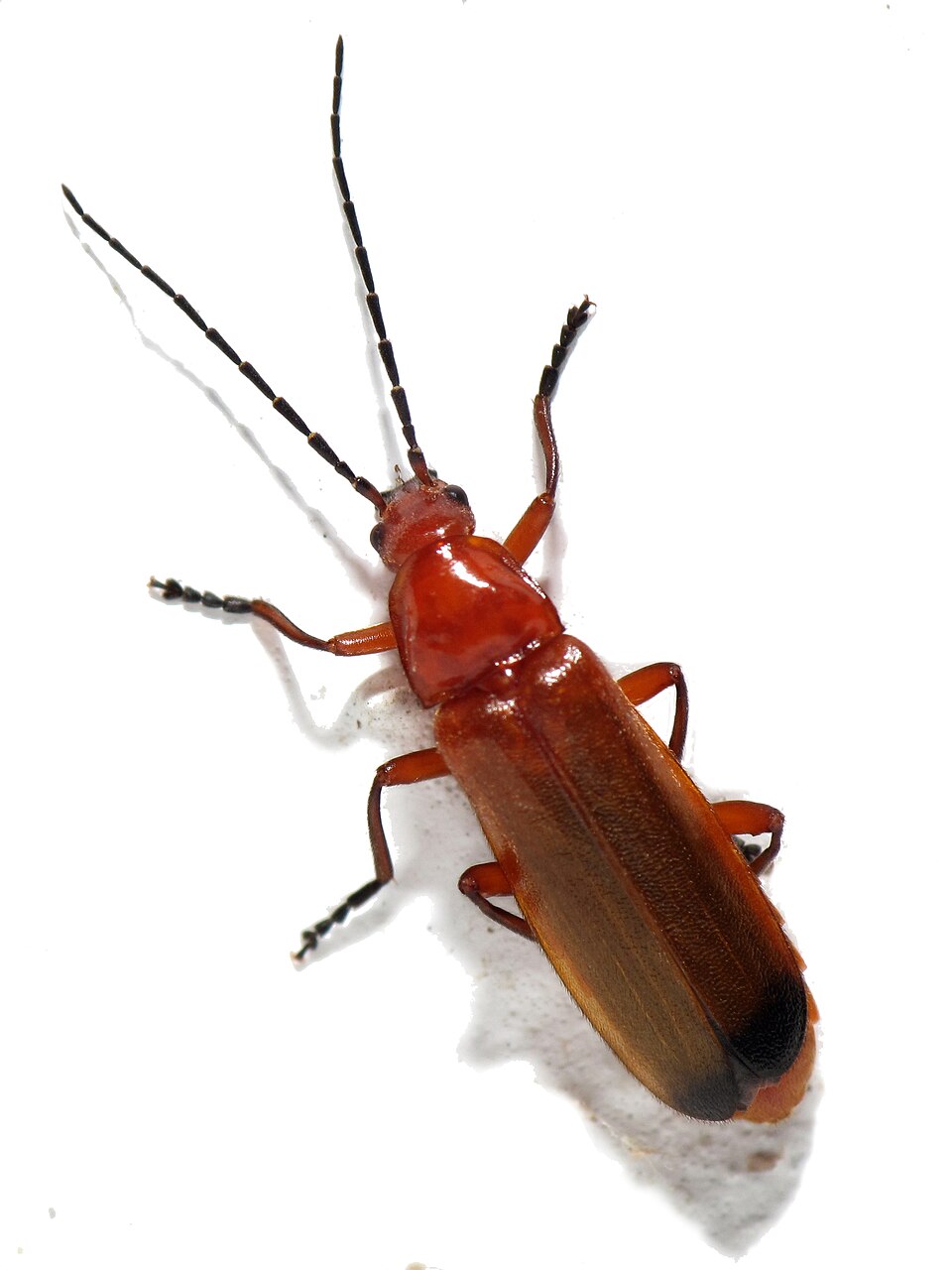 Photo of Common red soldier beetle