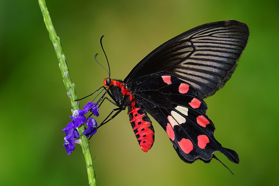 Photo of Common rose