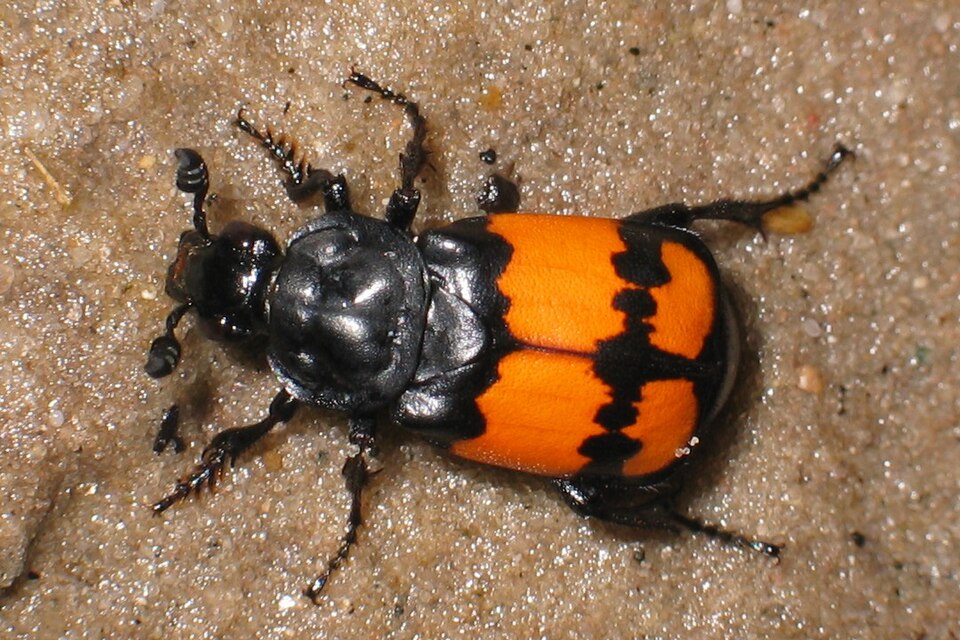 Photo of Common sexton beetle