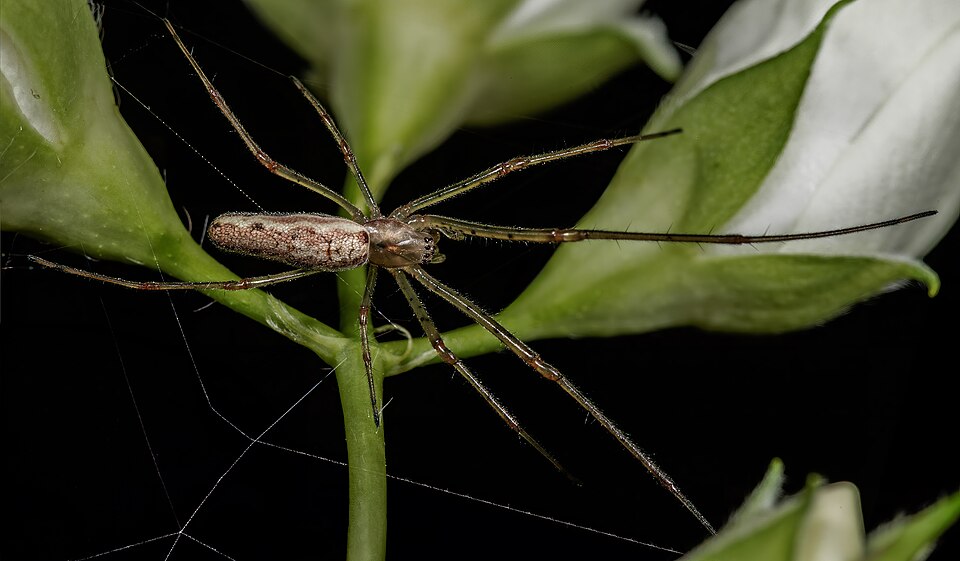 Photo of Common stretch spider