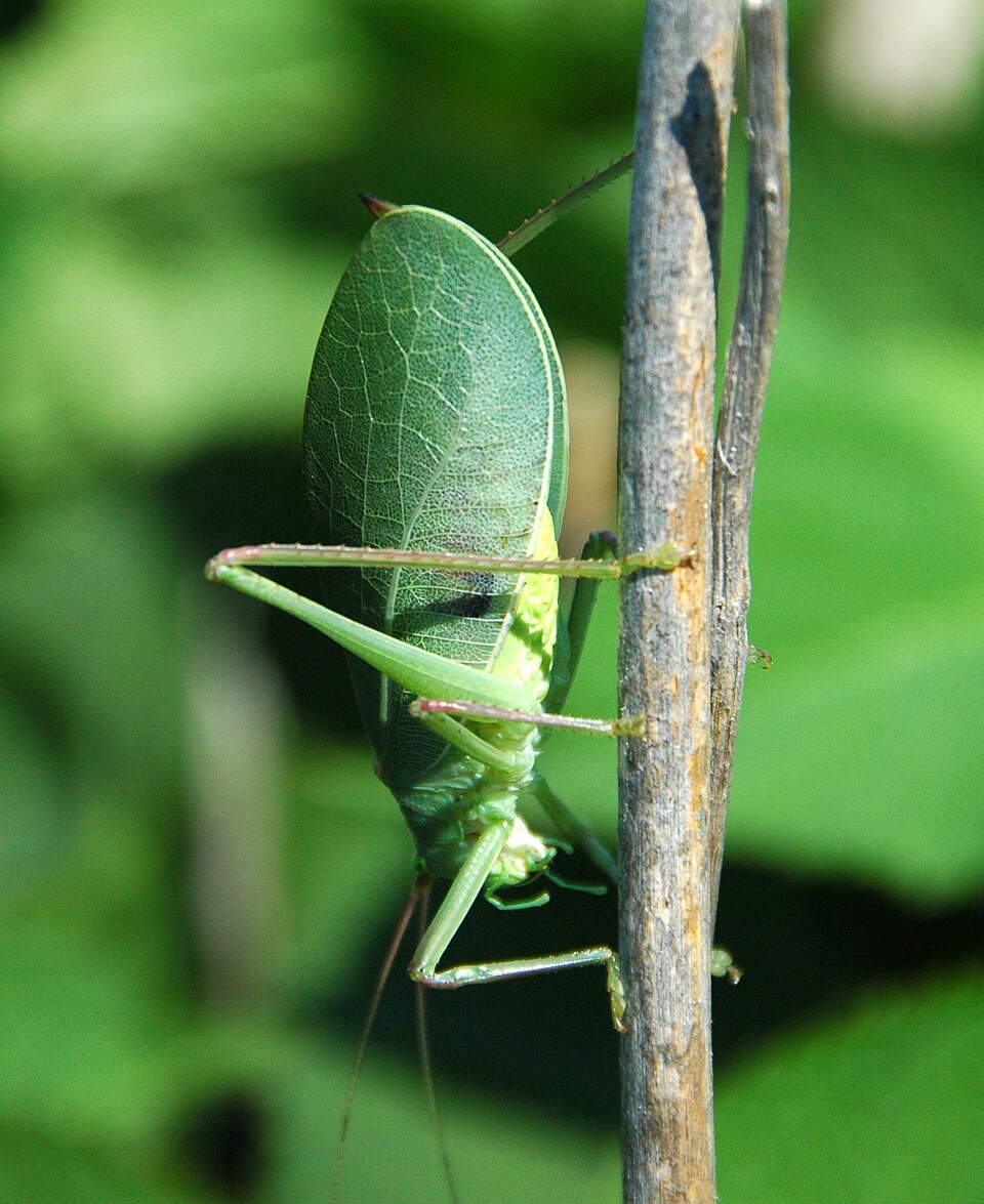 Photo of Common true katydid