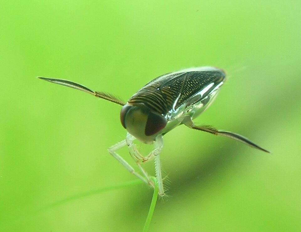 Photo of Common water boatman