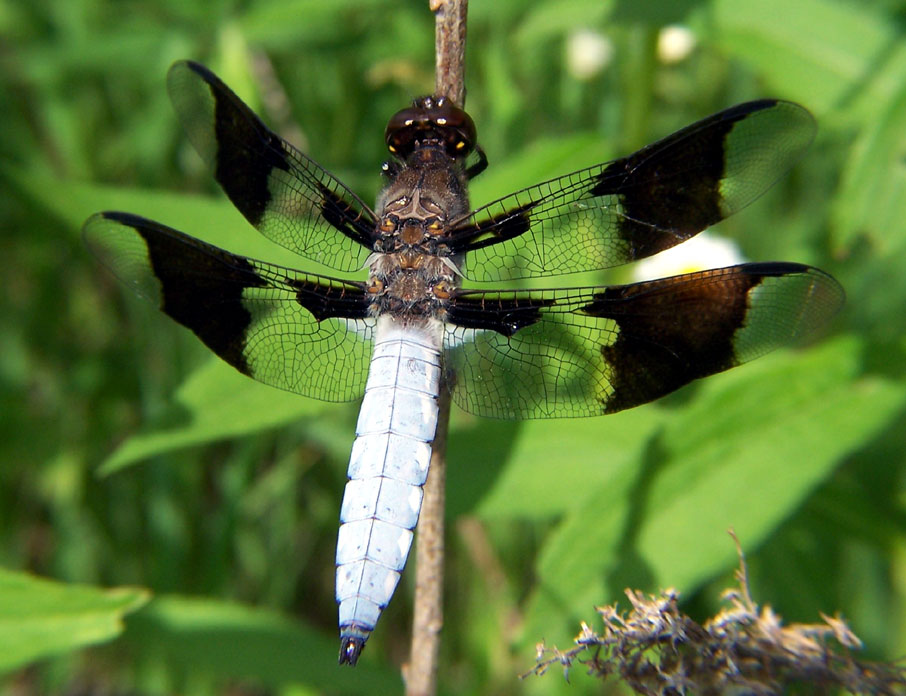 Photo of Common whitetail