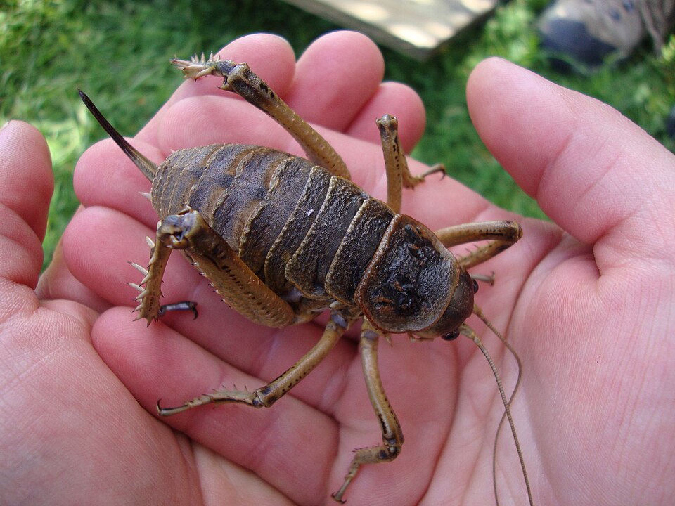 Photo of Cook Strait giant wētā