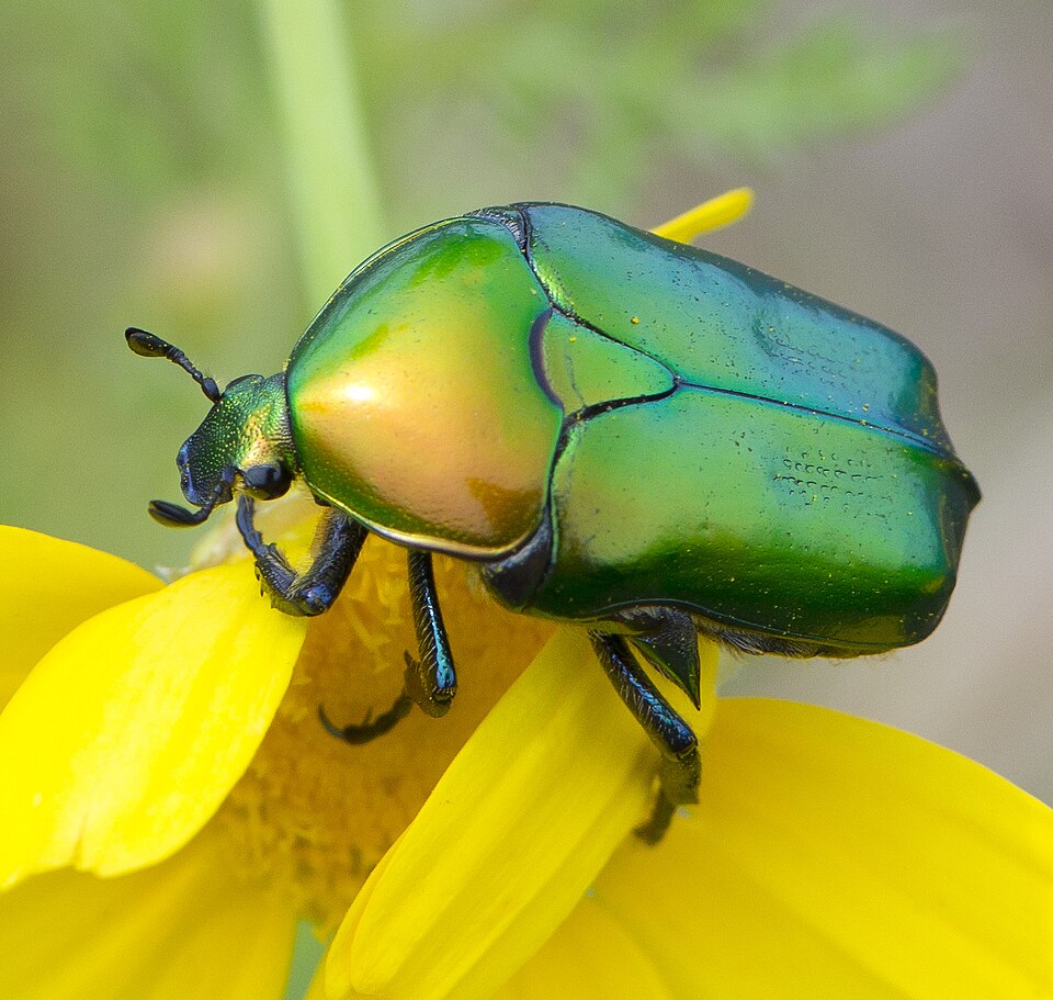 Photo of Copper chafer