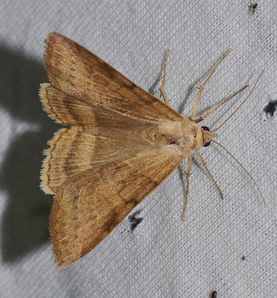 Photo of Corn earworm
