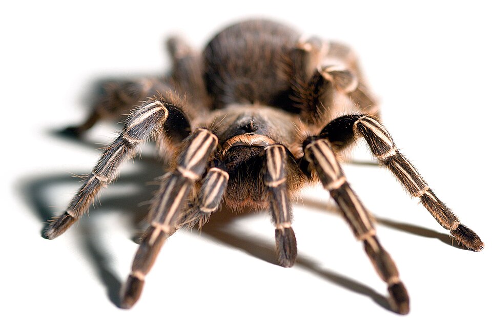 Photo of Costa Rican zebra tarantula