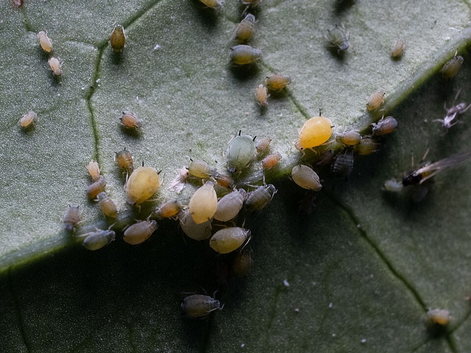 Photo of Cotton aphid