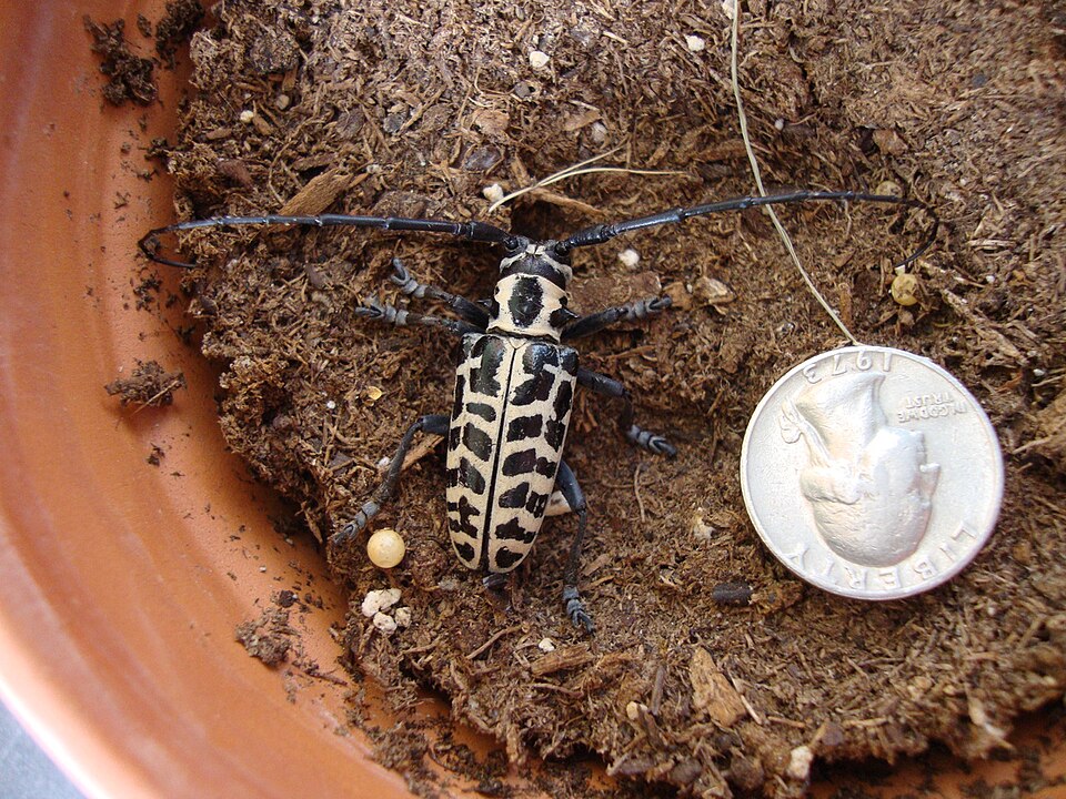 Photo of Cottonwood borer