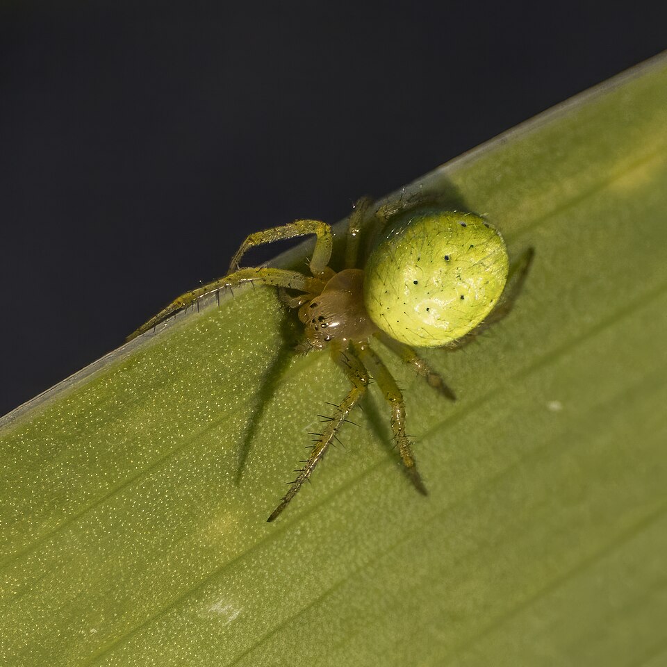 Photo of Cucumber green spider