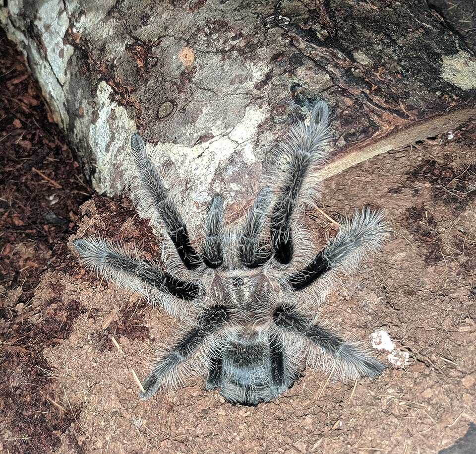 Photo of Curlyhair tarantula