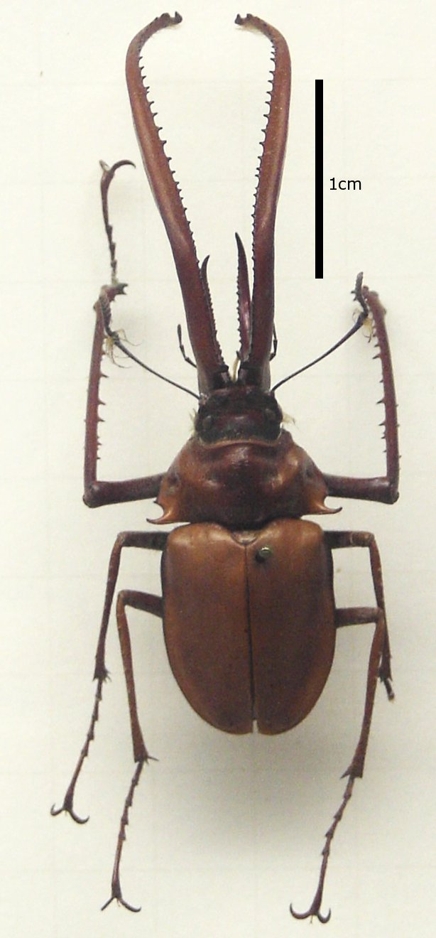 Photo of Darwin's beetle
