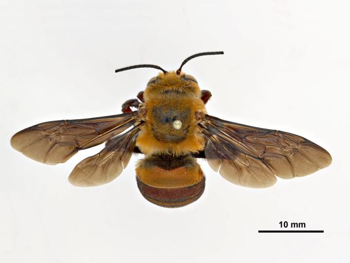 Photo of Dawson's burrowing bee