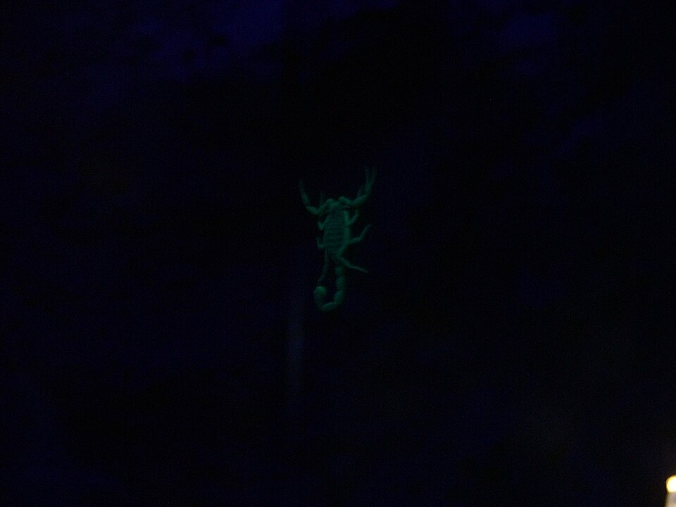 Photo of Deathstalker
