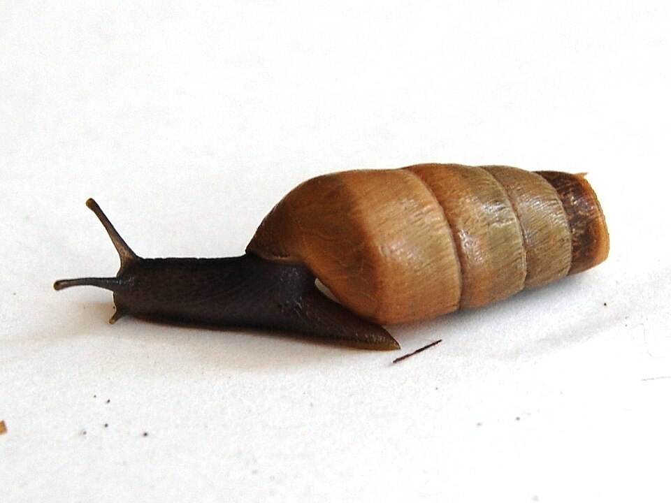 Photo of Decollate snail