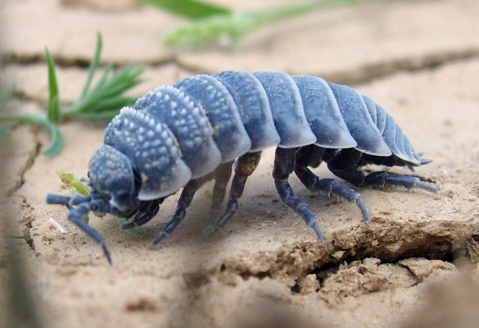 Photo of Desert woodlouse