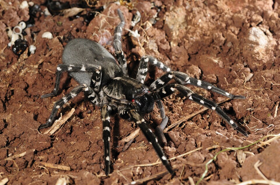 Photo of Desertas wolf spider