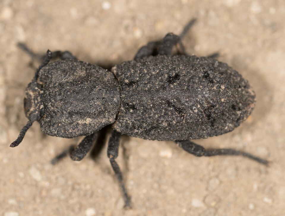 Photo of Diabolical ironclad beetle