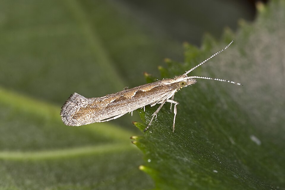 Photo of Diamondback moth