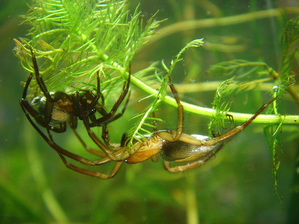 Photo of Diving bell spider