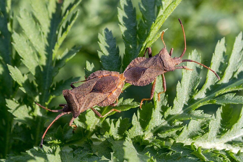Photo of Dock bug