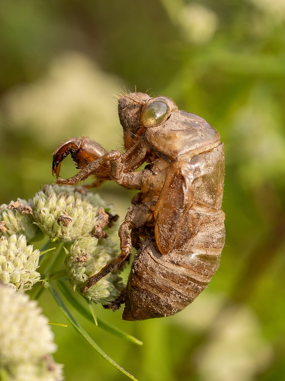 Photo of Dog-day cicada