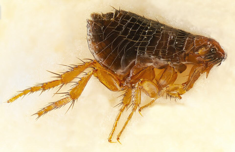 Photo of Dog flea