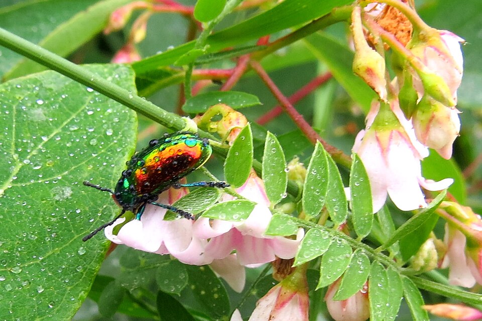 Photo of Dogbane beetle