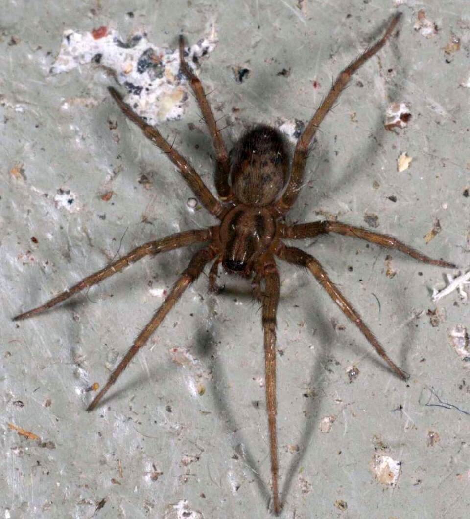 Photo of Domestic house spider