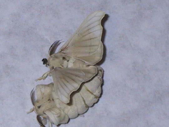 Photo of Domestic silk moth