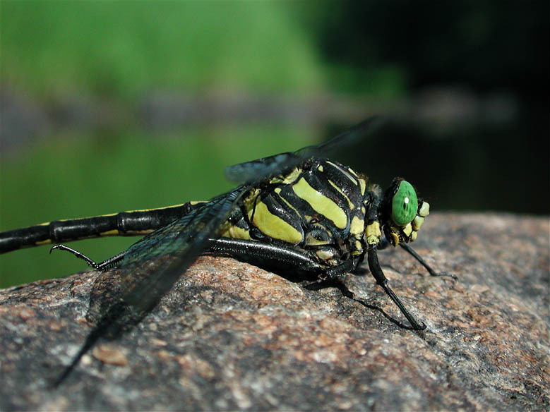 Photo of Dragonhunter