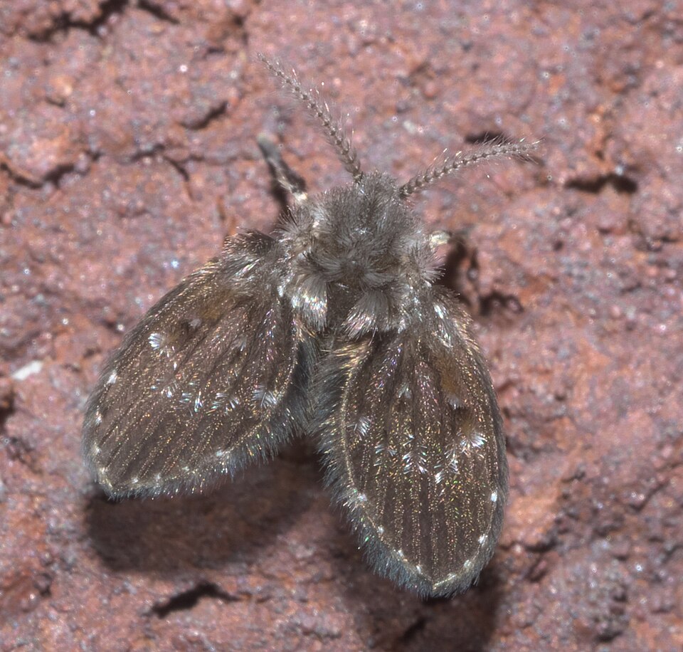 Photo of Drain fly